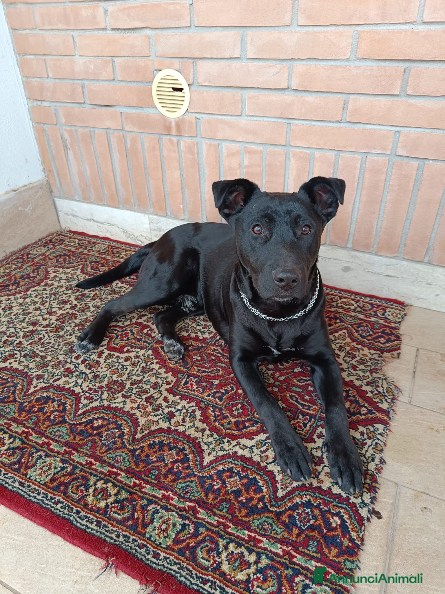 Meticcio cani Regalo cane 2 anni razza tra pitbull e labrador - Annuncio 1