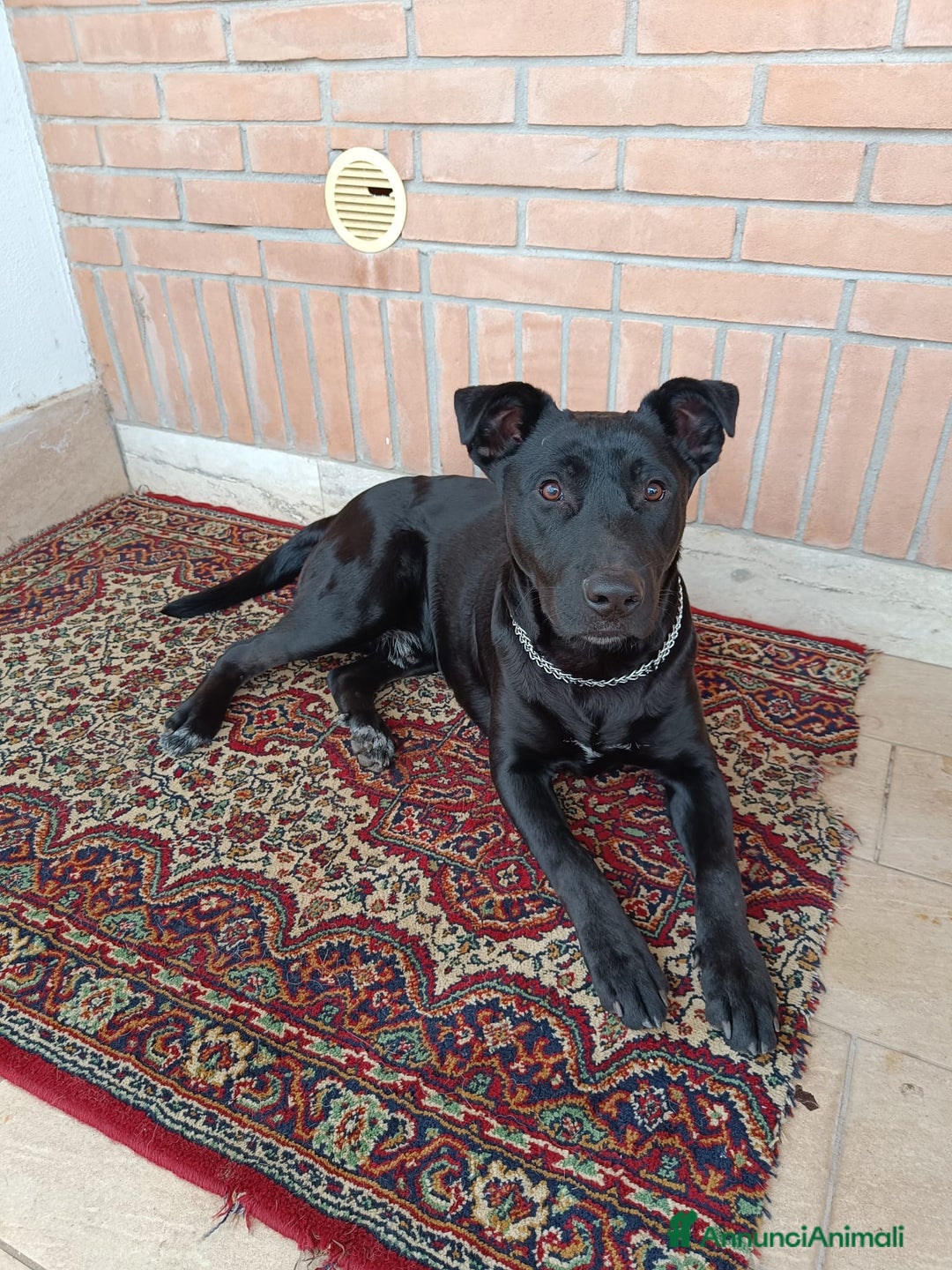 Meticcio cani in regalo: Regalo cane 2 anni razza tra pitbull e labrador - Annuncio 1