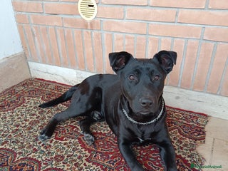 Meticcio cani Regalo cane 2 anni razza tra pitbull e labrador - Annuncio 1