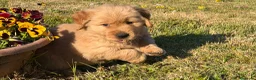 Golden Retriever cani in vendita: Golden retriever americano  - Annuncio 1