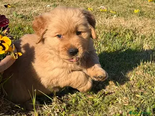 Golden Retriever cani Golden retriever americano - Annuncio 11