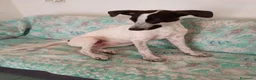 Meticcio cani in regalo: Cagnolina meticcia  a Città metropolitana di Roma Capitale - Annuncio 5