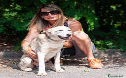 Altre razze cani in regalo: LINK e MAIL, 6 MESI, (01/01/25) a Provincia di Bergamo - Immagine 3