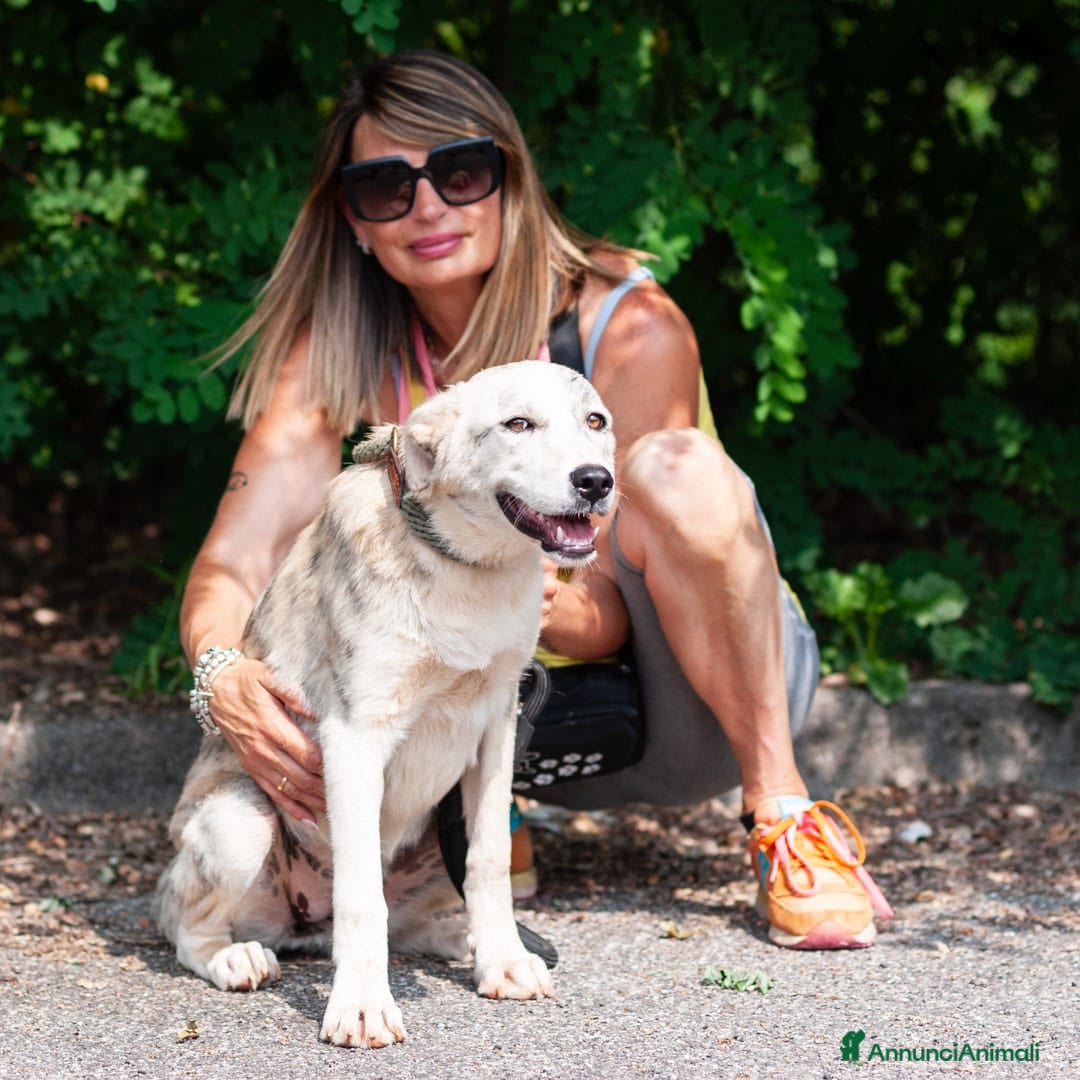 Altre razze cani in regalo: LINK e MAIL, 6 MESI, (01/01/25) a Provincia di Bergamo - Immagine 3