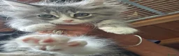 Siberiano gatti in vendita: cucciolo di gatto siberiano ipoallergico  - Annuncio 16