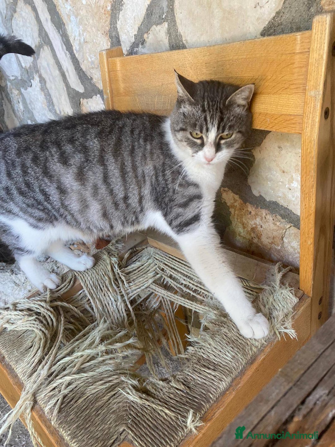 Europeo gatti in regalo: LICIA, tenera micia in adozione! - Annuncio 7