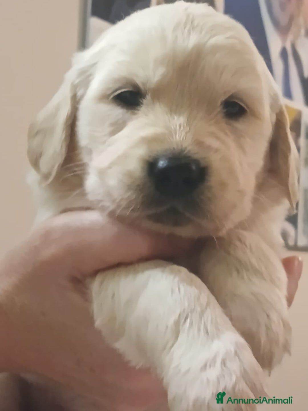 Golden Retriever cani in vendita: Cucciole Golden Retriever  - Annuncio 1