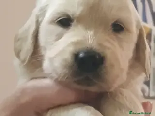 Golden Retriever cani Cucciole Golden Retriever - Annuncio 17