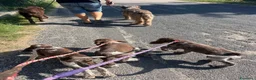 Spinone cani in vendita: Cuccioli di Spinone Italiano - Annuncio 21