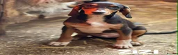 Meticcio cani in regalo: 5 CUCCIOLI simpaticissimi e coccoloni in canile! - Annuncio 5