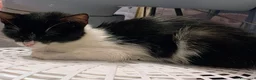 Meticcio gatti in regalo: Dolcissima micina 3 mesi  - Annuncio 6