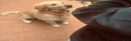 Golden Retriever cani in vendita: Golden Retriever a Provincia di Savona - Annuncio 3