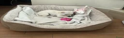 Chihuahua cani in vendita: Chihuahua  - Annuncio 6