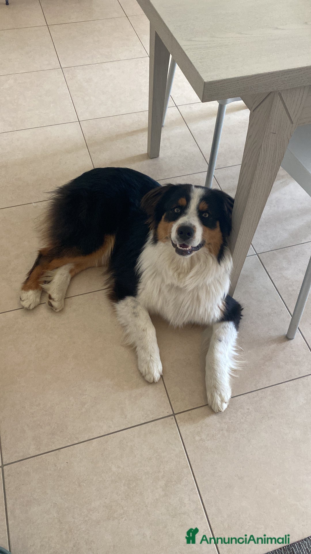 Australian Shepherd cani per accoppiamento: Pastore Australiano black tricolor per monte - Annuncio 5