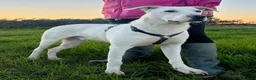 Dogo Argentino cani in regalo: Enea. - Annuncio 4
