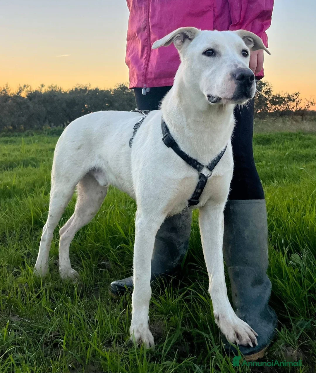 Dogo Argentino cani in regalo: Enea. - Annuncio 4
