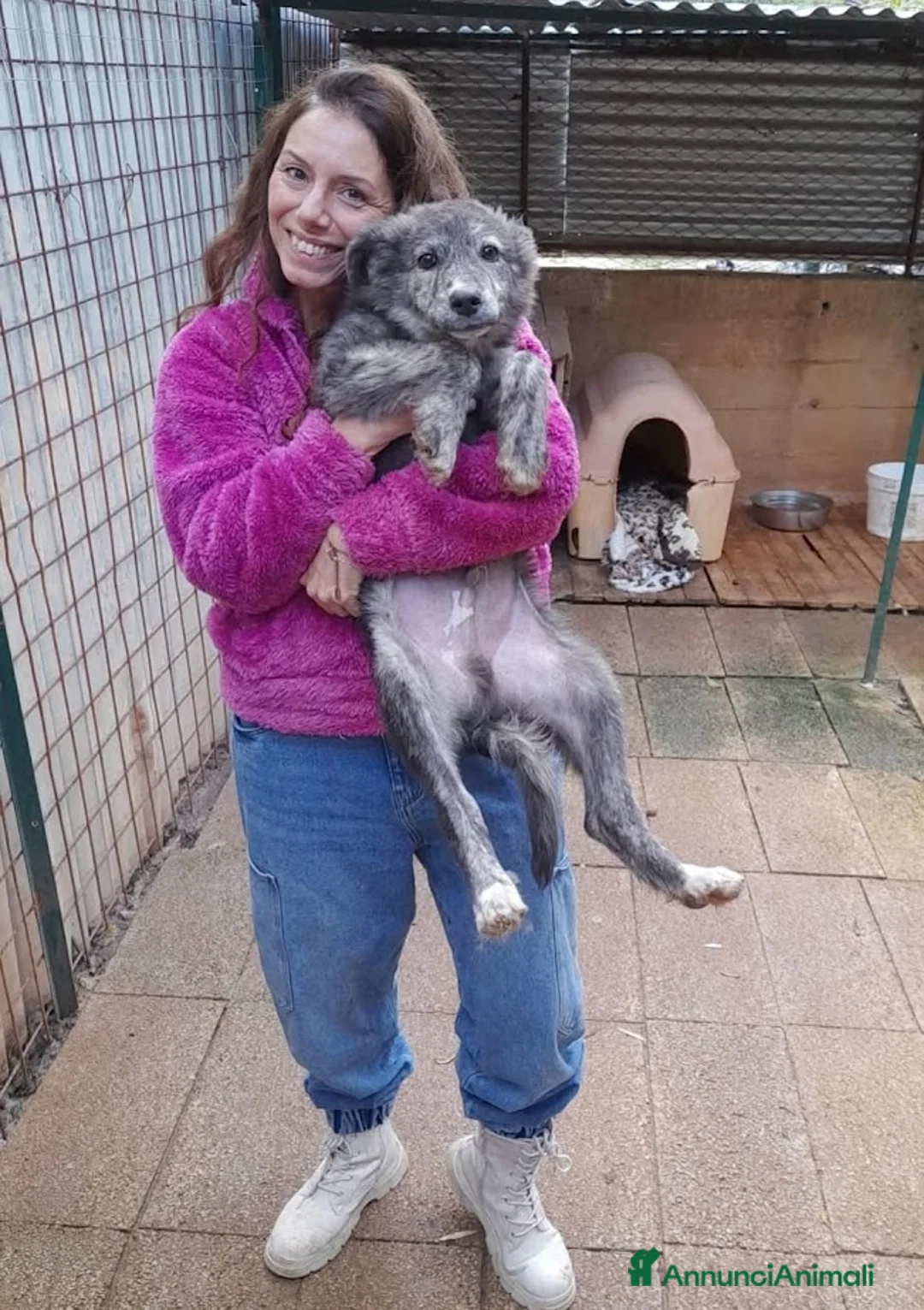 Meticcio cani in regalo: DOLCE GREY, MORBIDO CUCCIOLO - Annuncio 5