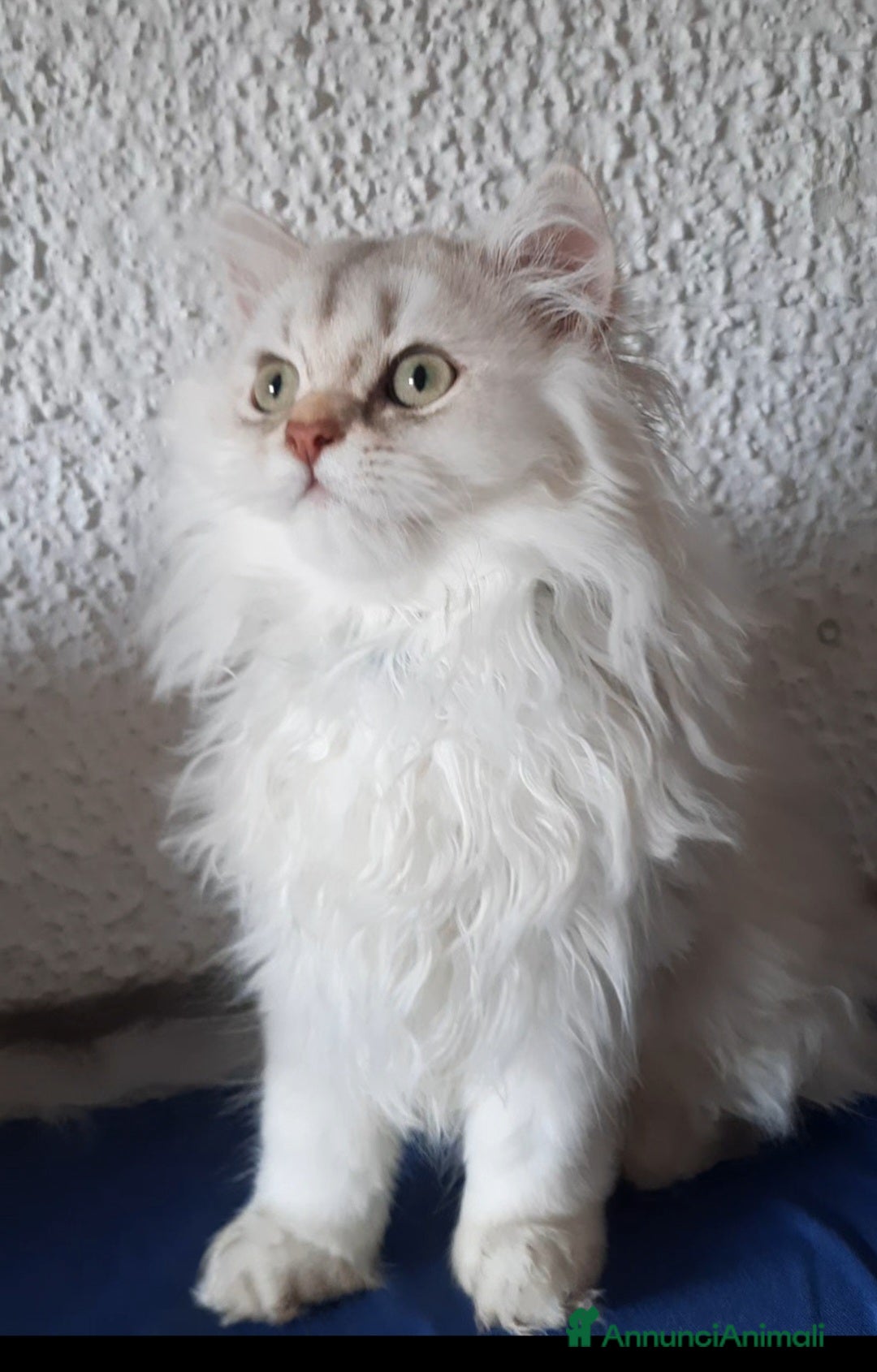 British gatti in vendita: Cucciolo British longhair con pedigree  a Città metropolitana di Milano - Annuncio 6