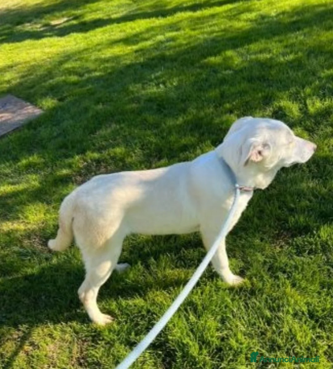 Meticcio cani in regalo: Femmina simil Labrador 2/3anni cresce in box.MATER a Città metropolitana di Milano - Annuncio 2