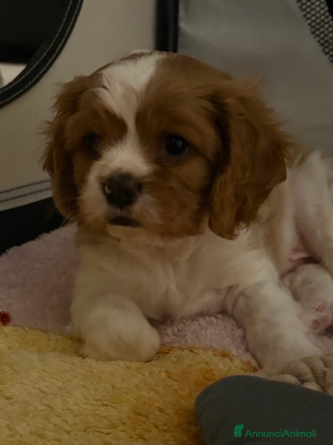 Cavalier King cani in vendita: Vendo cucciolo Blenheim - Annuncio 8