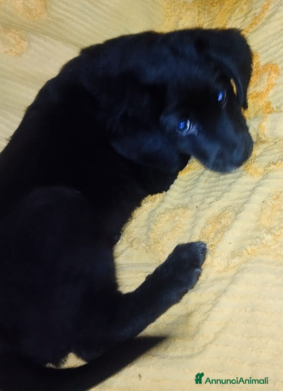 Meticcio cani in regalo: Regalo 3 cuccioli - Annuncio 6