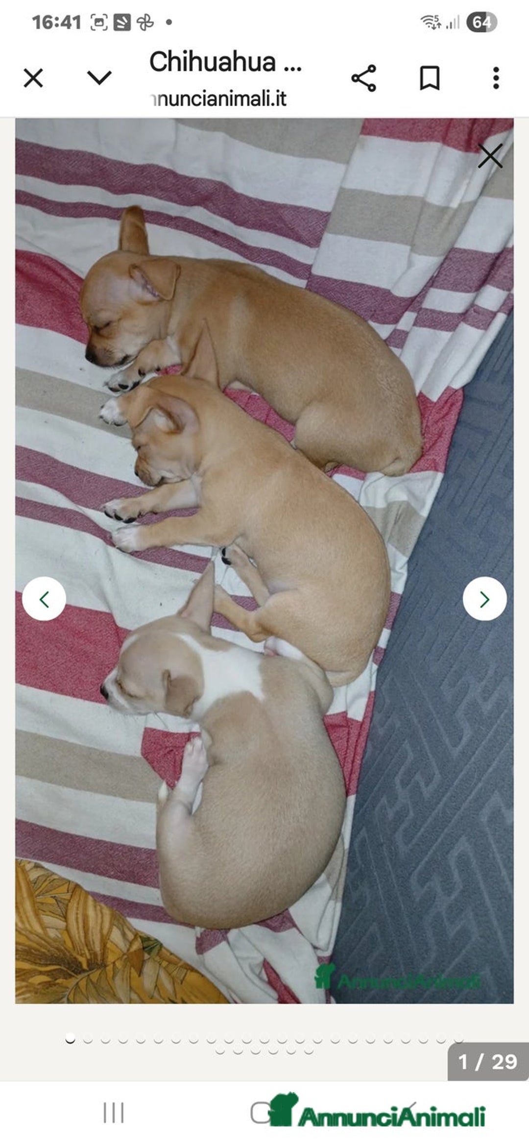 Chihuahua cani in vendita: Cuccioli di Chihuahua - Annuncio 32