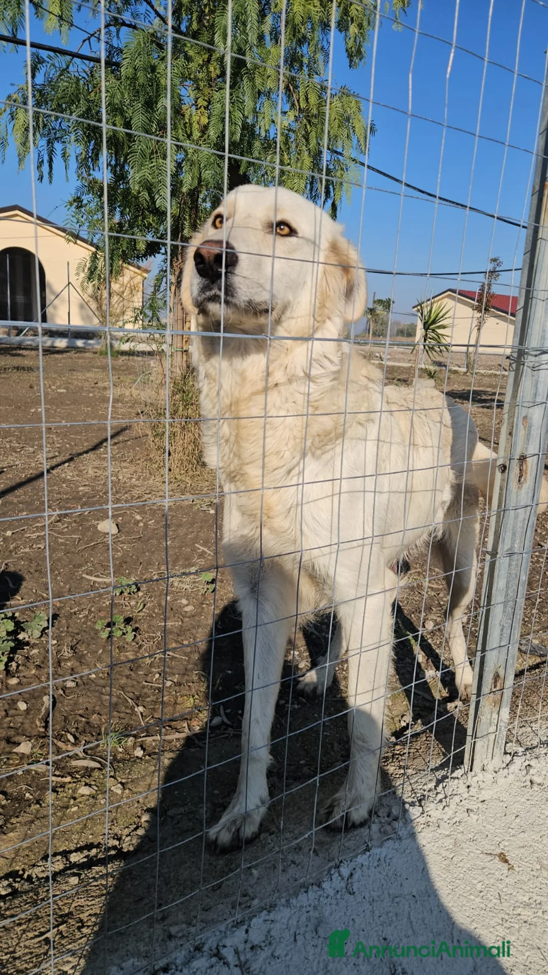 Meticcio cani in regalo: Sofia: docile, socievole, equilibrata - Annuncio 12