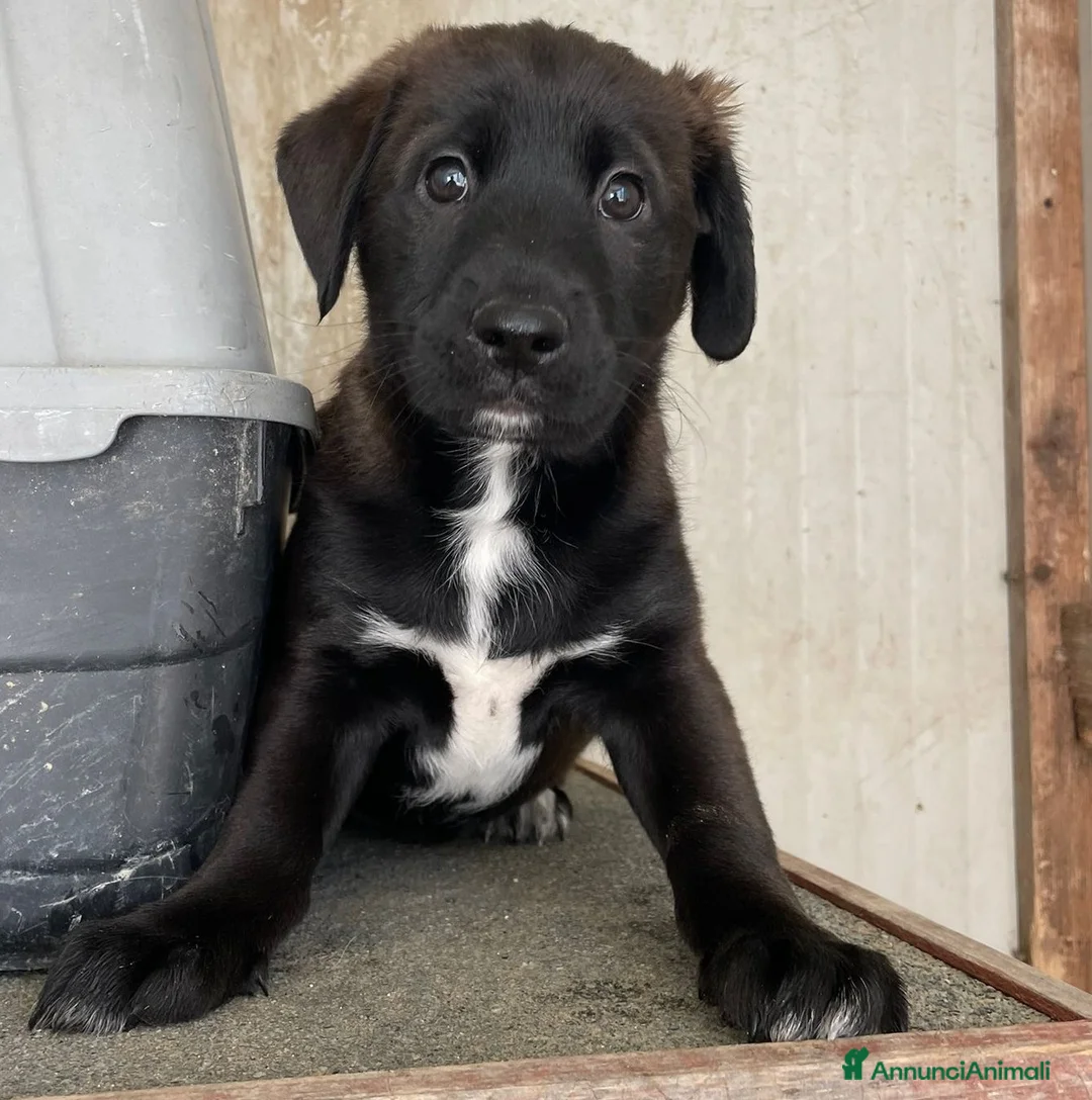 Labrador cani in regalo: IL FANTASTICO MAX ASPETTA TE - Annuncio 1