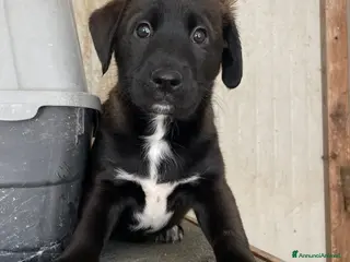 Labrador cani IL FANTASTICO MAX ASPETTA TE - Annuncio 31