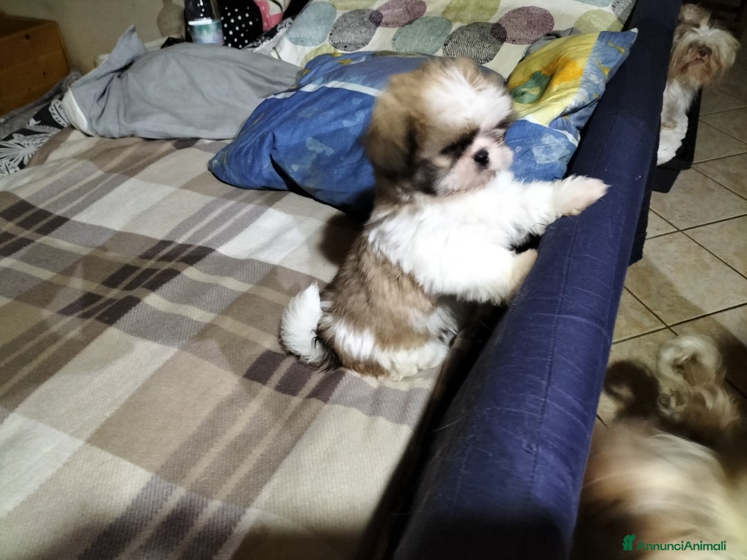 Shih Tzu cani in vendita: Cucciolo di shitzu  - Annuncio 3