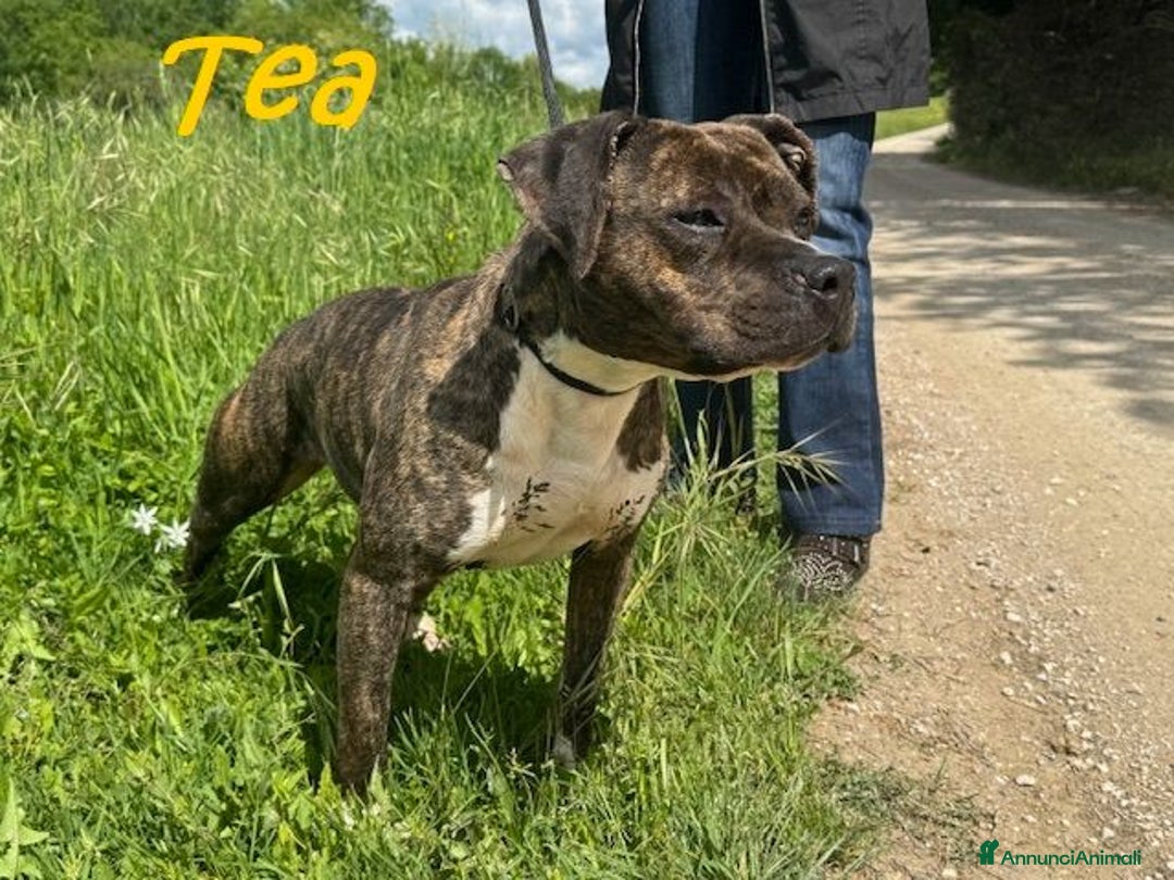 Pitbull cani in regalo: TEA adorabile pitbullina - Annuncio 4