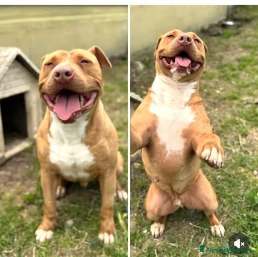 Meticcio cani Ciro 3 anni - Annuncio 24