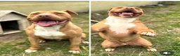 Meticcio cani in regalo: Ciro 3 anni - Annuncio 1