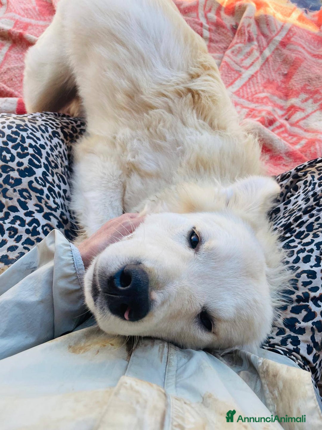 Meticcio cani in regalo: DOLCISSIMI FRATELLINI - Annuncio 8