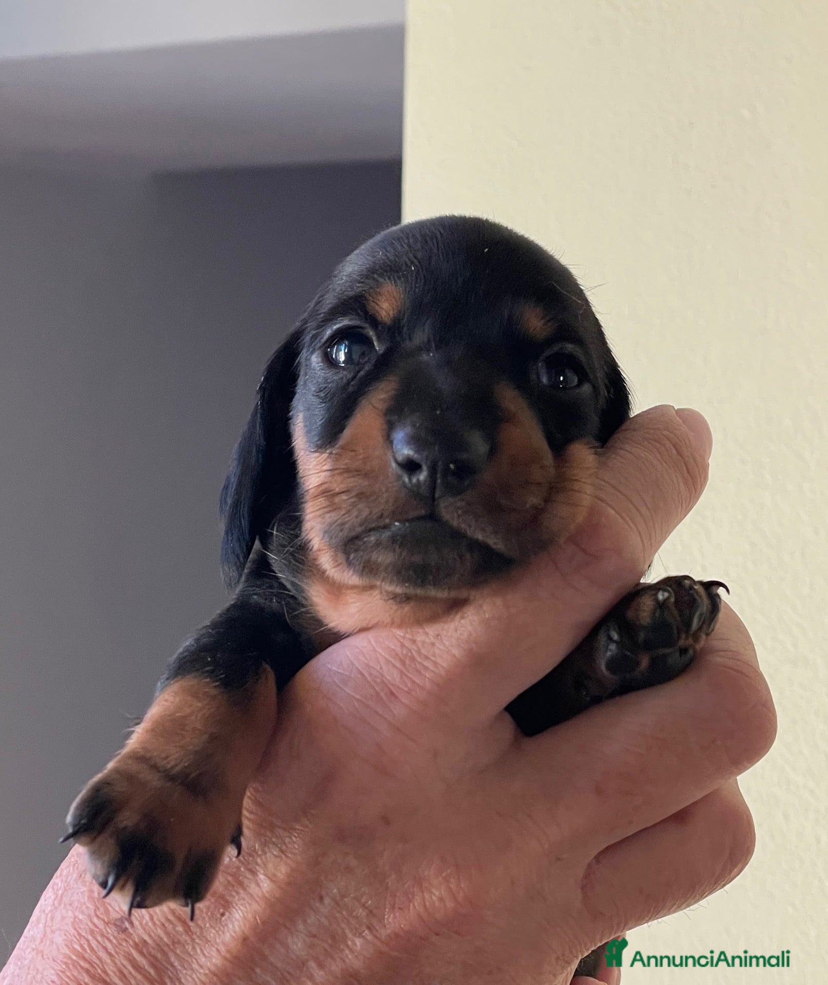 Bassotto Nano cani Bassotto tedesco nano pelo corto choco e neri - Annuncio 18