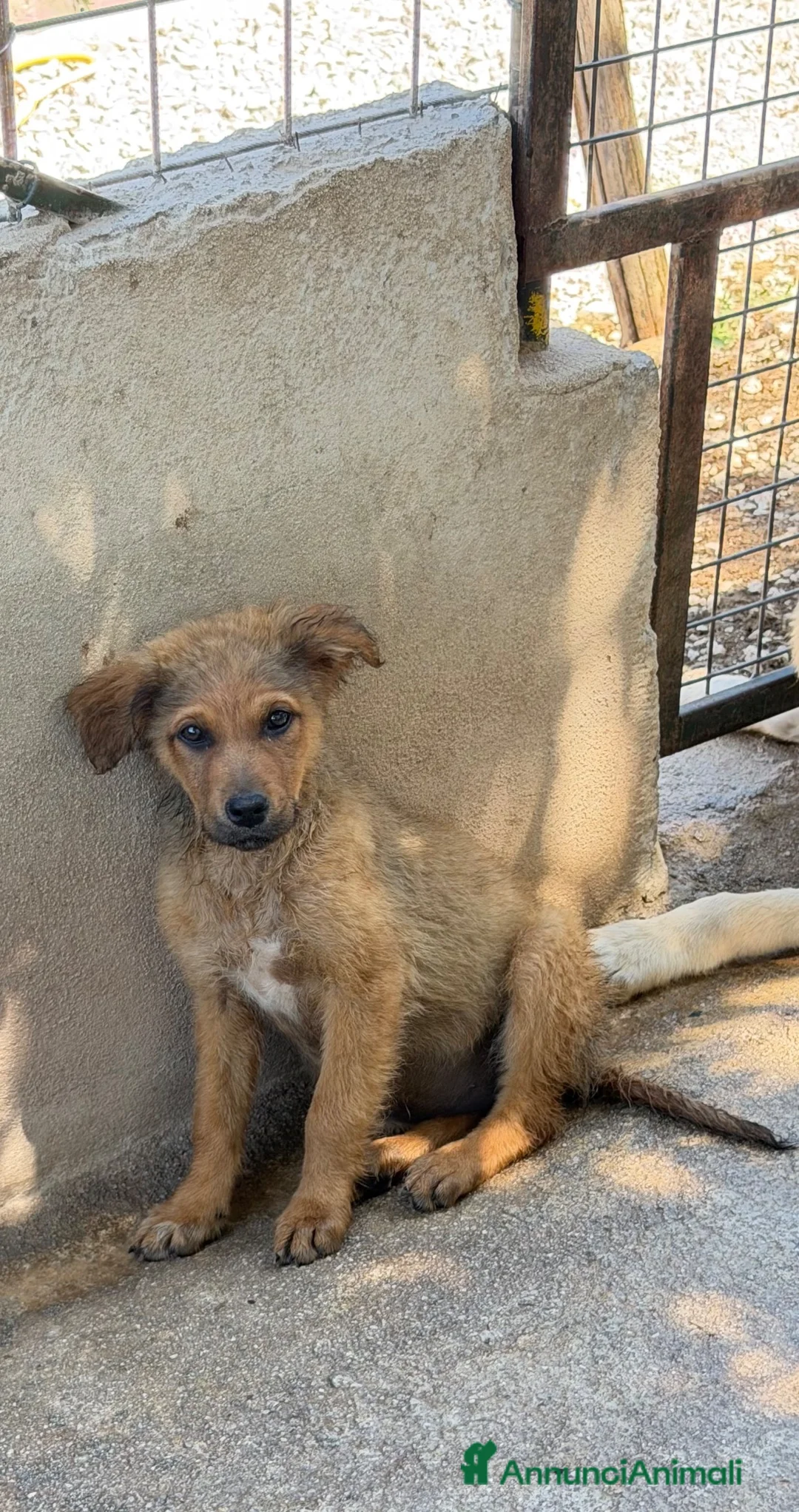 Meticcio cani in regalo: Lia.  a Provincia di Padova - Annuncio 5
