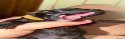 Barboncino Toy cani in vendita: Cuccioli di barboncino  a Provincia di Massa e Carrara - Annuncio 6