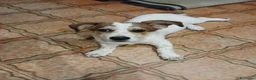 Meticcio cani in regalo: Masha - Annuncio 5