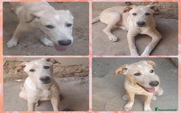 Meticcio cani in regalo: CUCCIOLA MASHA  a Provincia di Varese - Immagine 1
