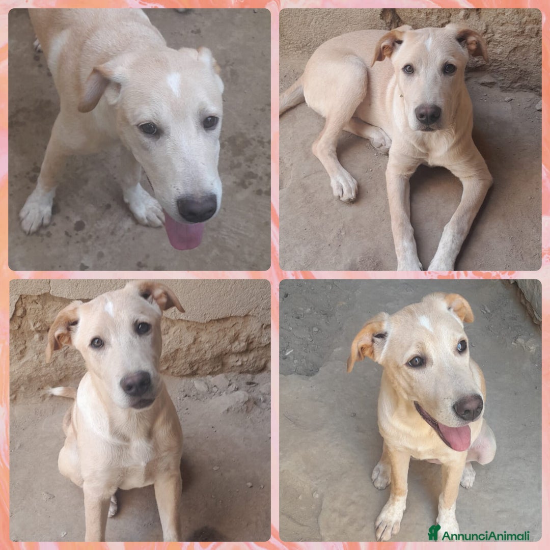Meticcio cani in regalo: CUCCIOLA MASHA  a Provincia di Varese - Immagine 1