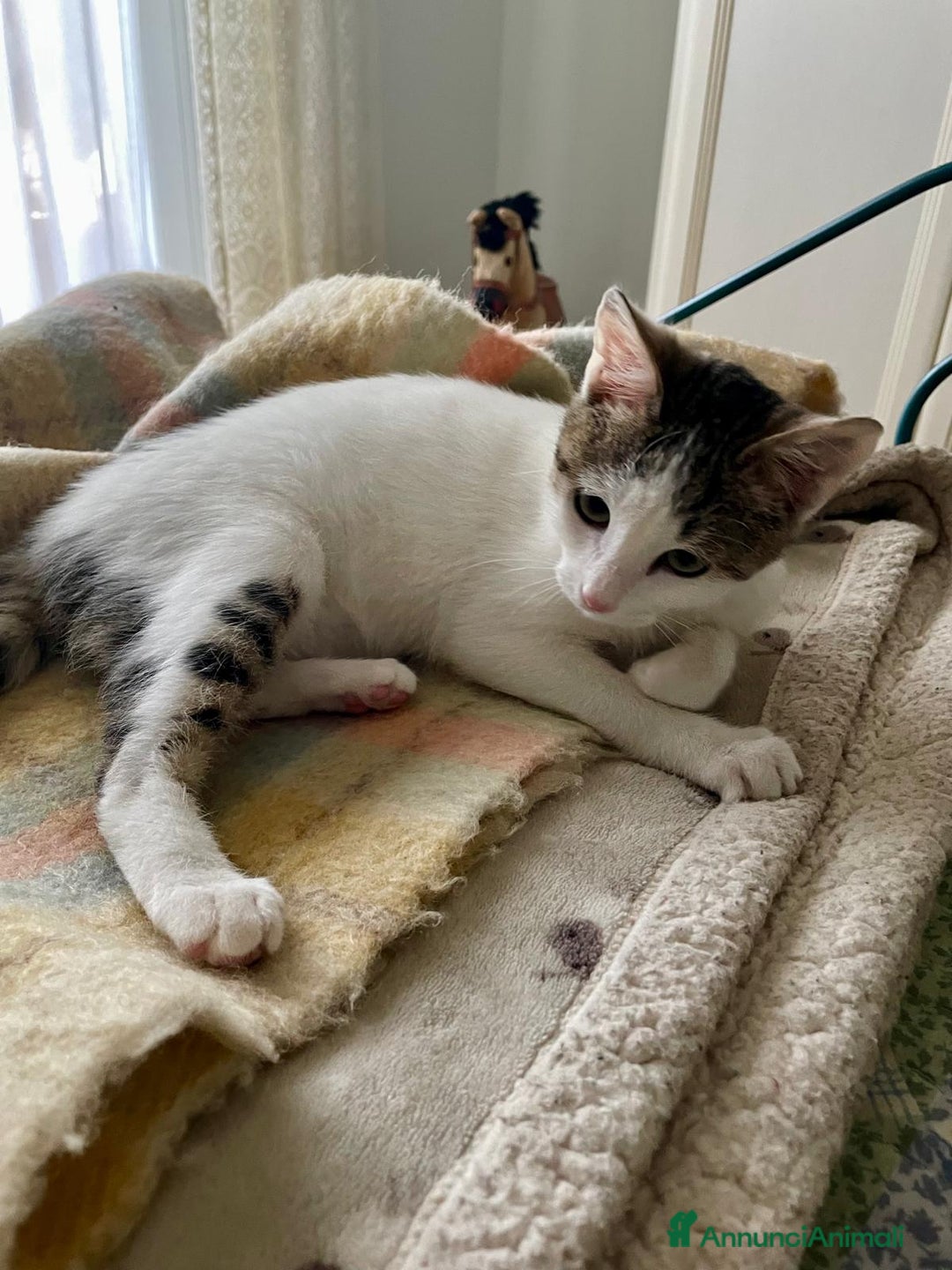 Europeo gatti in regalo: Gattina di 3 mesi - Annuncio 3