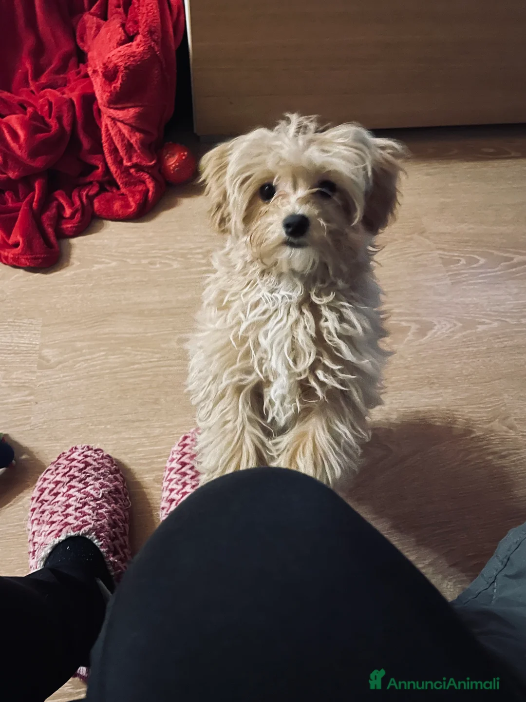 Maltipoo cani in vendita: Cucciolo di maltipoo  a Provincia dell'Aquila - Annuncio 2