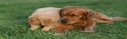 Golden Retriever cani per accoppiamento: Maschio inglese per monta - Annuncio 3