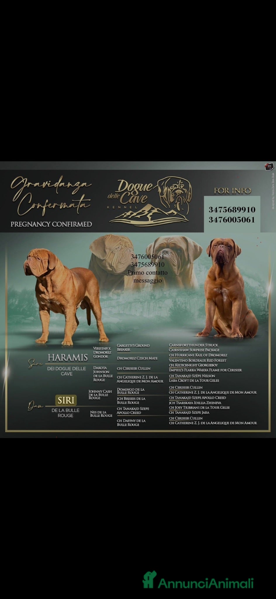 Dogue de Bordeaux cani Dogue de Bordeaux  - Annuncio 1