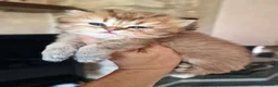 British gatti in vendita: British Longhair  - Annuncio 1