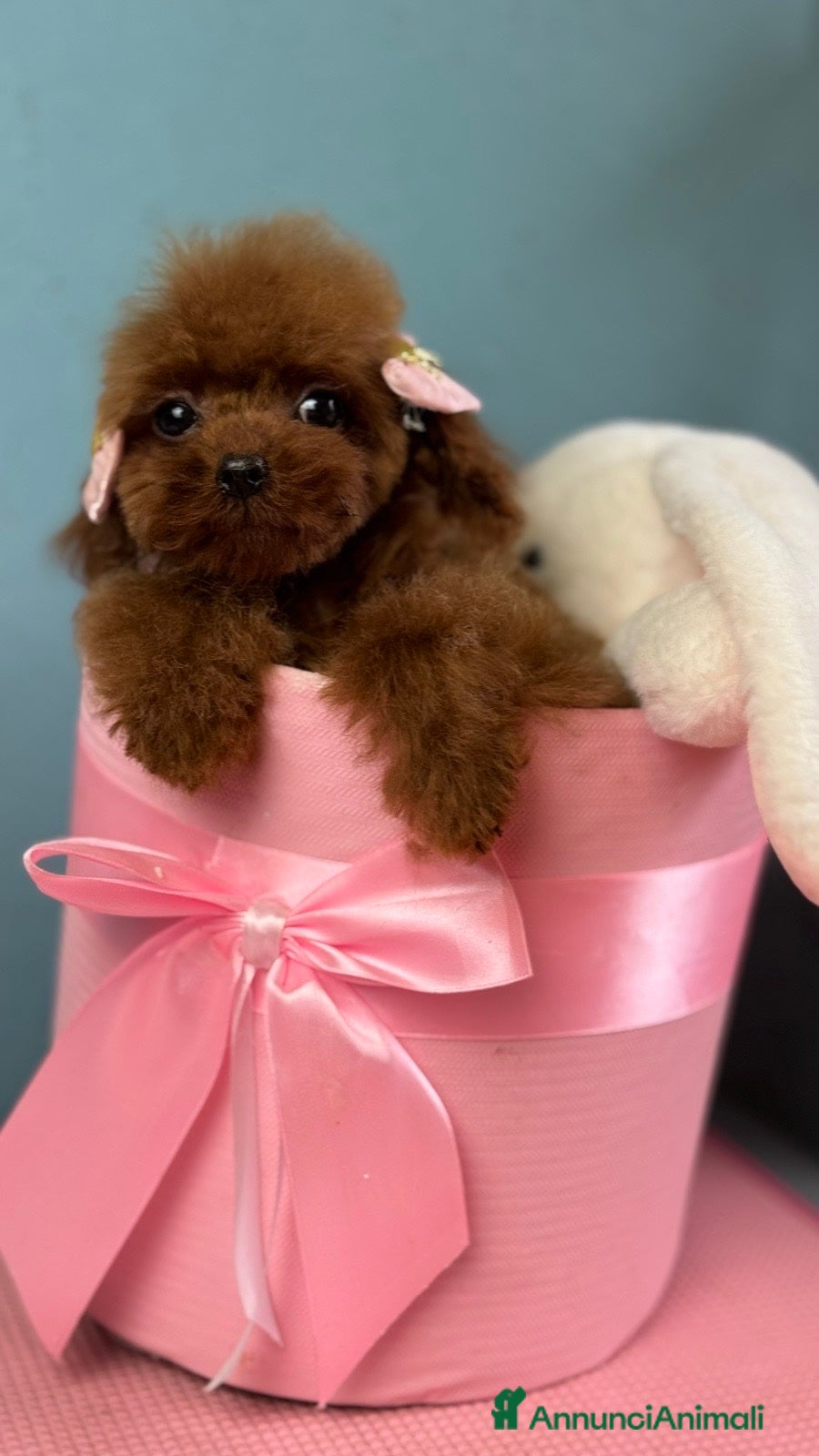 Barboncino Toy cani Barboncino Toy FCI – femmina nata il 04/06/2025 - Annuncio 11