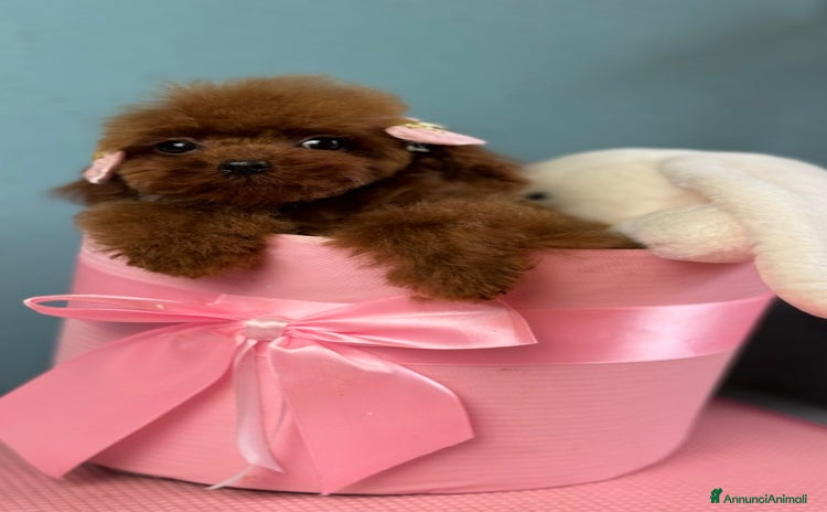 Barboncino Toy cani Barboncino Toy FCI – femmina nata il 04/06/2025 - Annuncio 5