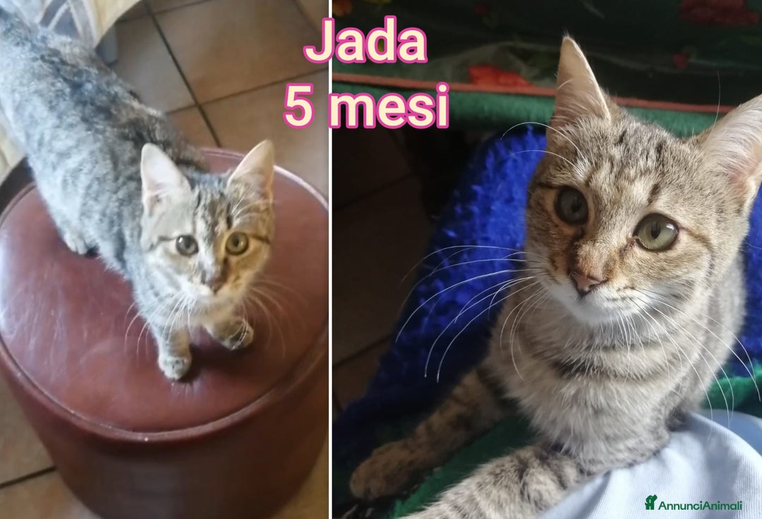 Altre razze gatti in regalo: SERVONO ADOZIONI PER SALVARLI! - Annuncio 4