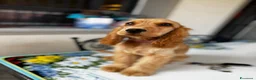 Cocker cani in vendita: Cucciola di cocker spaniel inglese a Città metropolitana di Milano - Annuncio 4