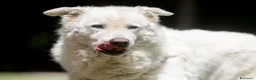 Meticcio cani in regalo: MINERVA UNA VITA DI STENTI, ORA IN CANILE - Annuncio 4